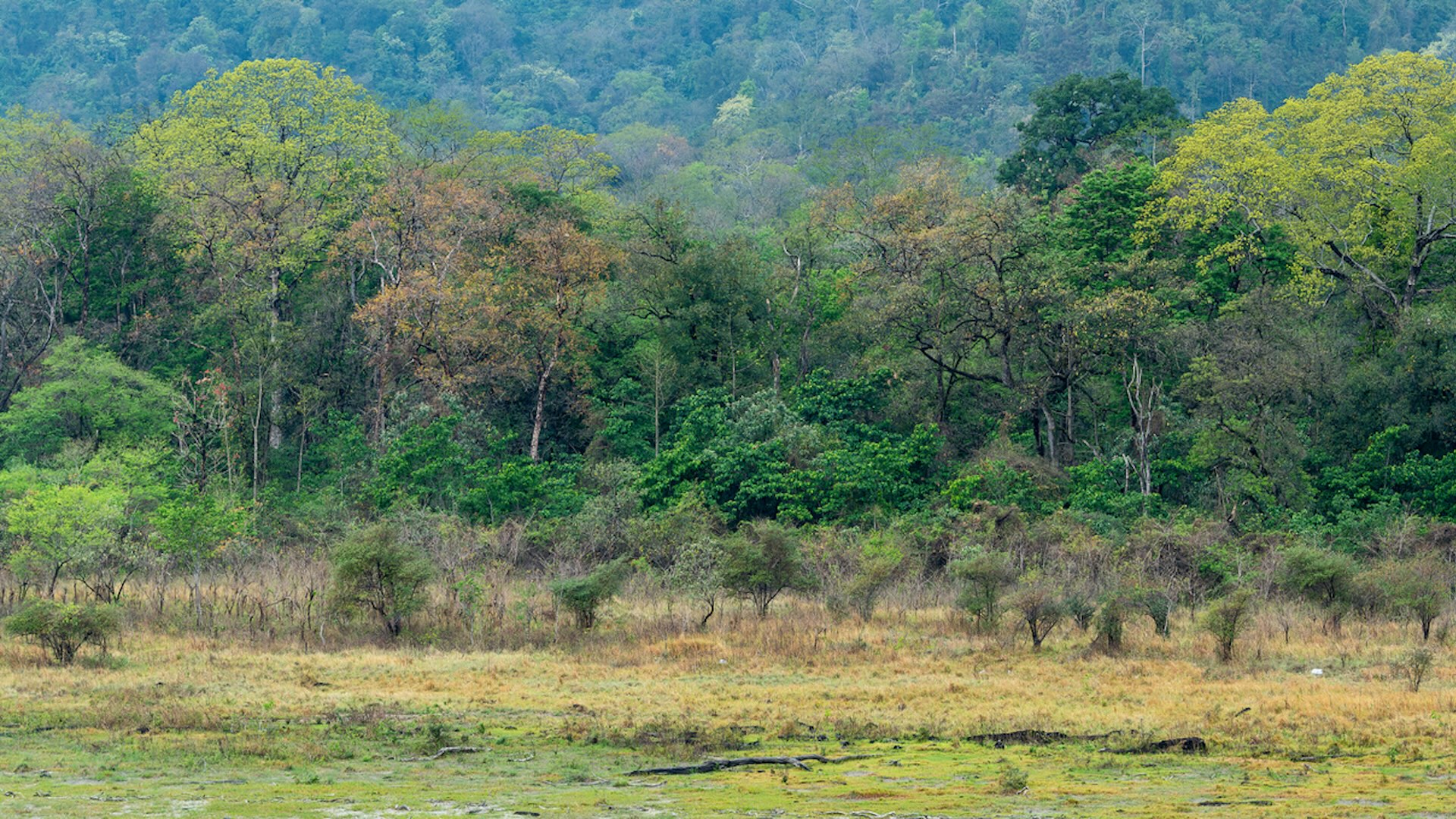 The images came from two locations about five miles apart in Manas National Park in Assam.