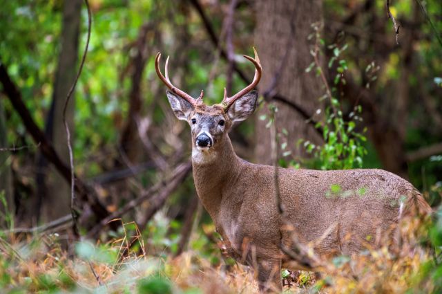 By killing the buck in Arkansas and then entering it in a Louisiana contest, Riels violated interstate commerce regulations.