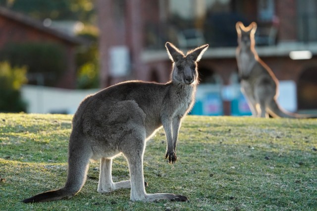 Wildlife officials and rescuers warn that animals like kangaroos may appear friendly, but they can be unpredictable.