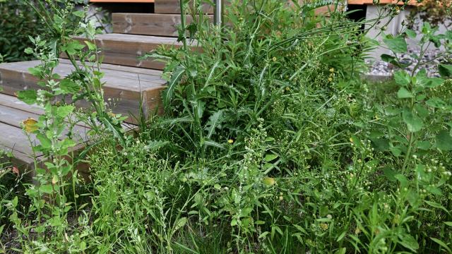 "You've managed to kill the weeds but rendered the soil unusable."