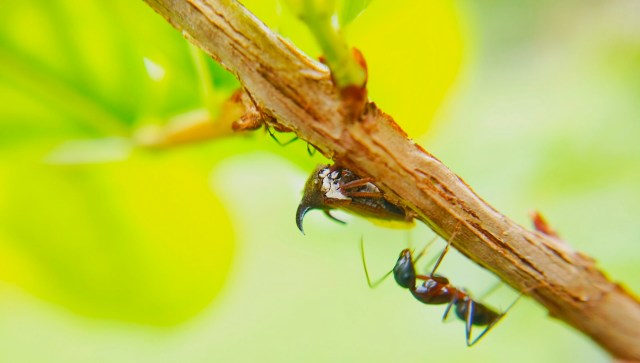 "This could cause a shift in their mating patterns, and reproductive rates are really important for population persistence."