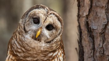 The research on barred owls offers insights that could help humans and wildlife coexist.