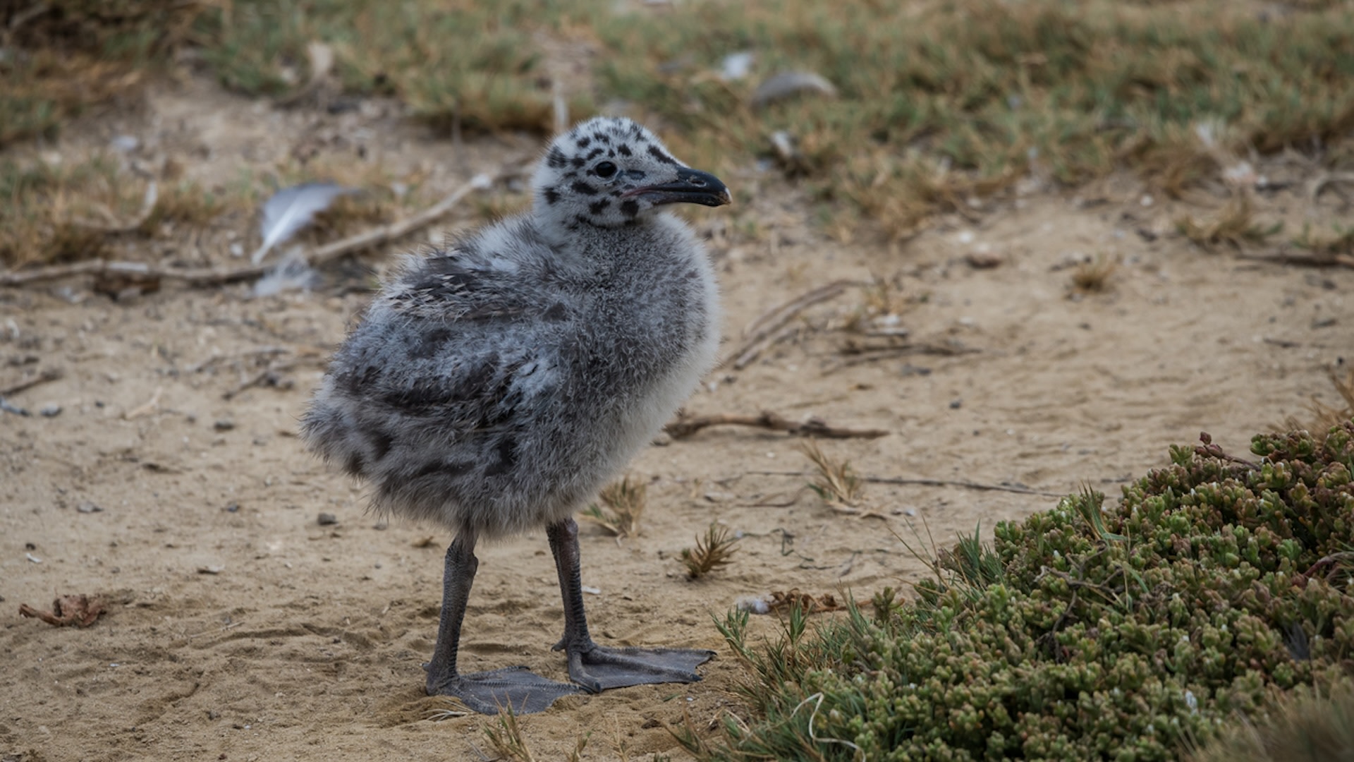 Supporting and protecting wildlife is a crucial part of keeping ecosystems healthy.