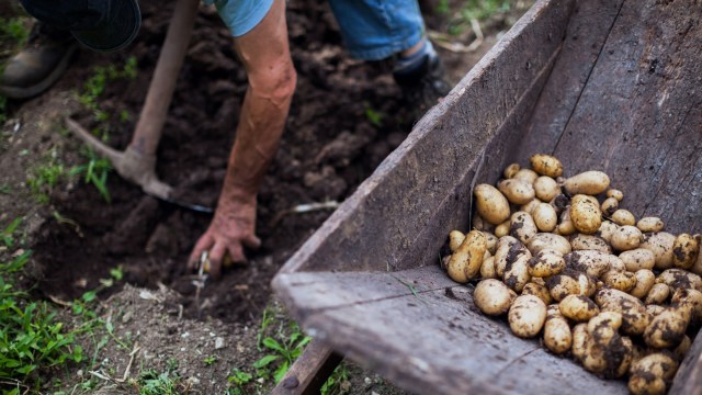 "Potatoes have become a very high-risk crop."