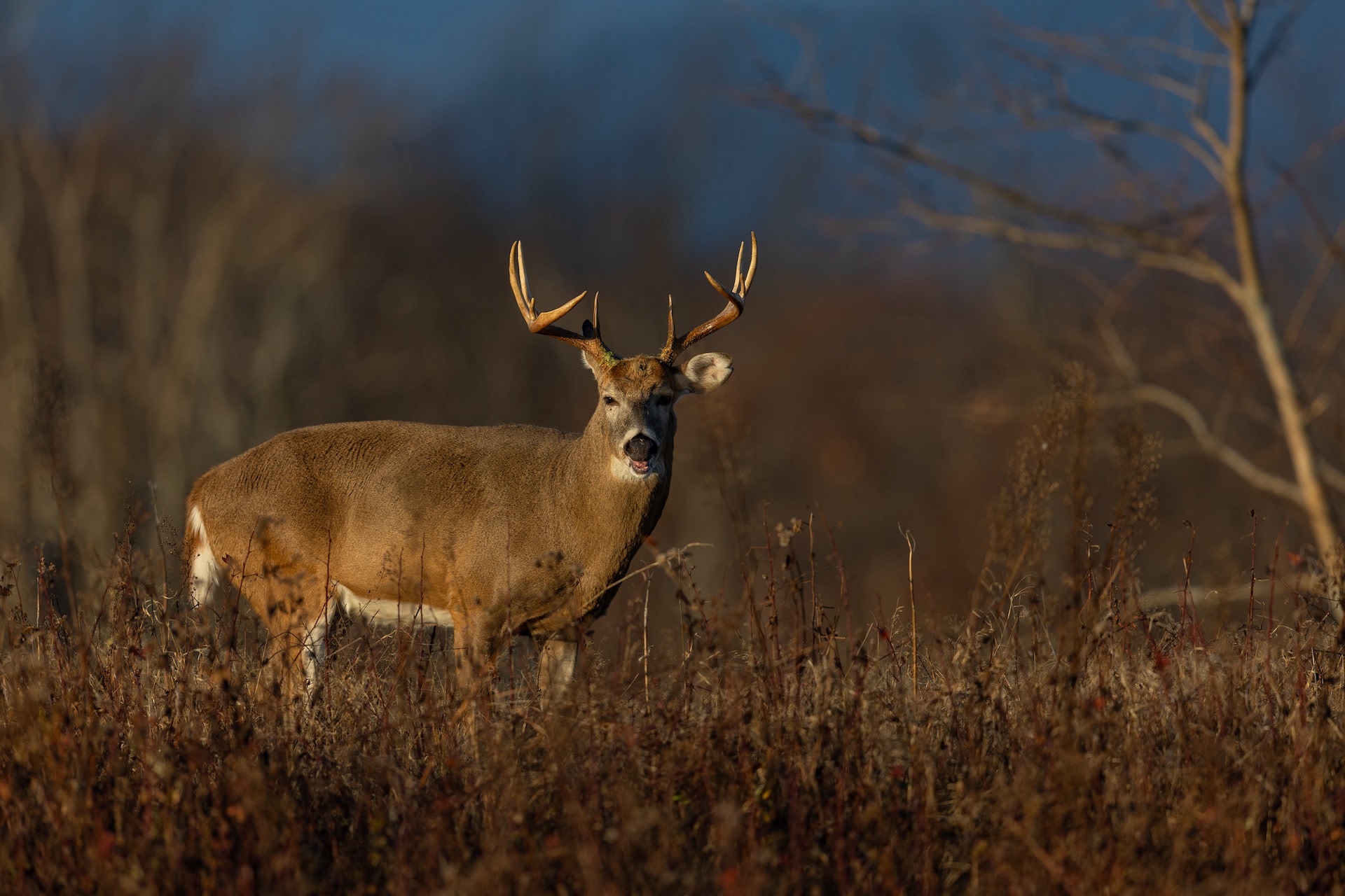 This incident is another example of the challenges of wildlife conservation.