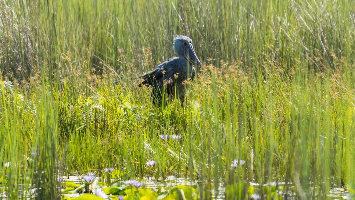 It suffocated the surface of the lake, making it difficult — if not impossible — for local fishermen to sail through.