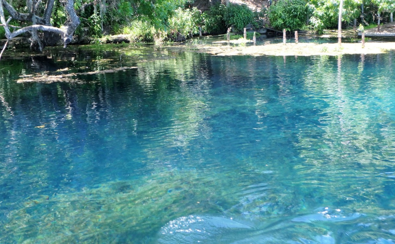 Over the course of the 16-day competition, spearfishers removed 443 armored catfish and 29 tilapia from the river.