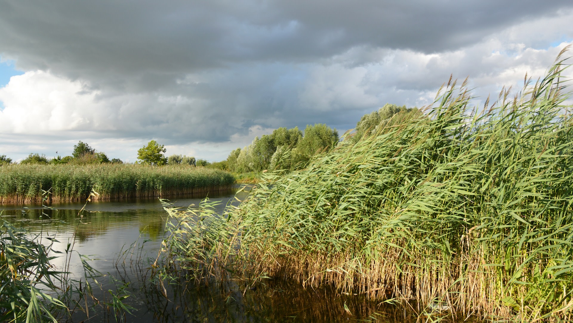 This story emphasizes the importance of Indigenous knowledge in restoration efforts.