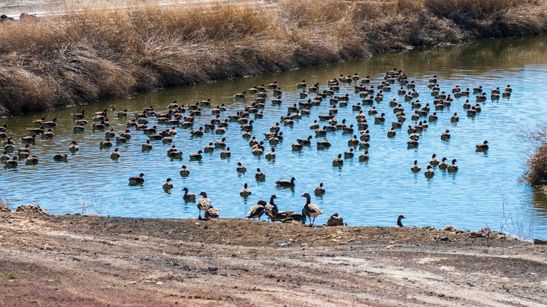 The number of birds using the flyway is down by 25% this year compared to 2023.