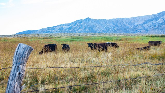 This a win-win for land and livestock health.