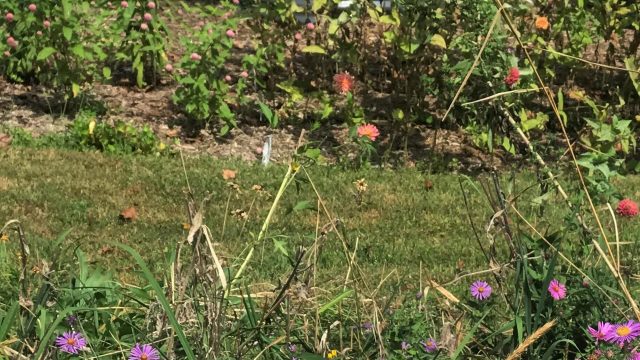 "This is the first year I've had all the asters up and blooming and it is beautiful!"