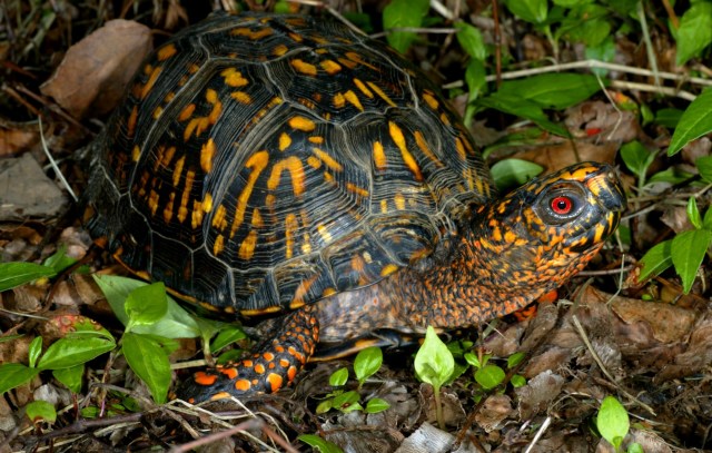 She pleaded guilty in October to violating the Endangered Species Act, sentencing is set for December.