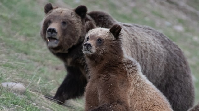 "Their actions can not only get themselves injured or killed, but the bears killed as well."