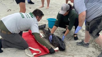 "The ... crisis is deep, wide, and pervasive, affecting ecosystems and animals in ways we are only beginning to understand."