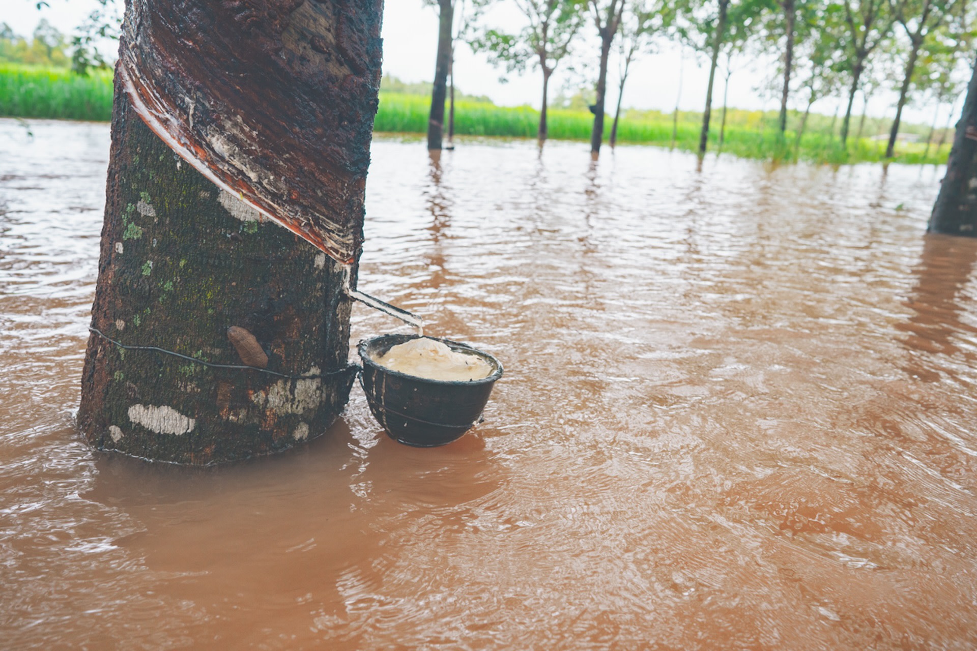 The impacts of the extreme weather took a toll on rubber production.