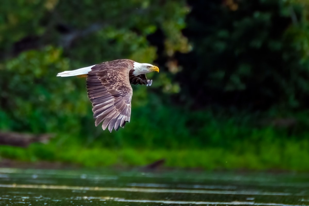 Man faces jail time after going on years-long bald eagle ‘killing spree’: ‘He hacked them to pieces’