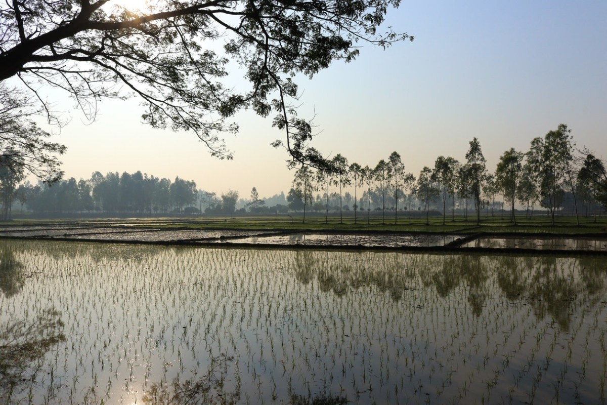 "To ensure food security ... it is essential to develop more flood- and drought-tolerant crop varieties."