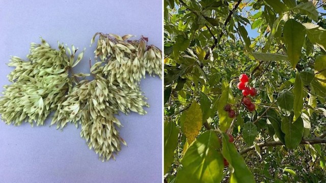 "The tree of heaven seeds make me shudder."