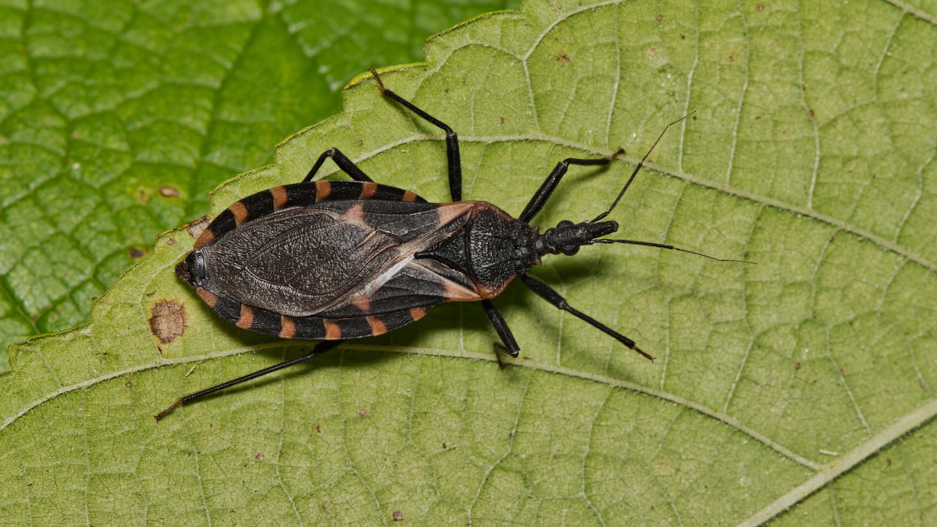 Scientists issue warning about disease-carrying ‘kissing bug’ capable of infecting humans and dogs — here are the signs to look out for