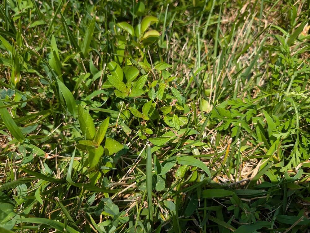 While many HOAs still require traditional grass lawns, native plant landscaping is a more practical solution for busy homeowners.