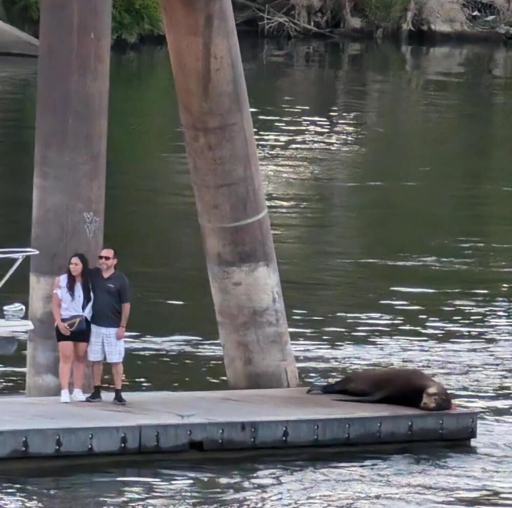 "Animals won't always warn you — sea lions have been increasingly attacking people."