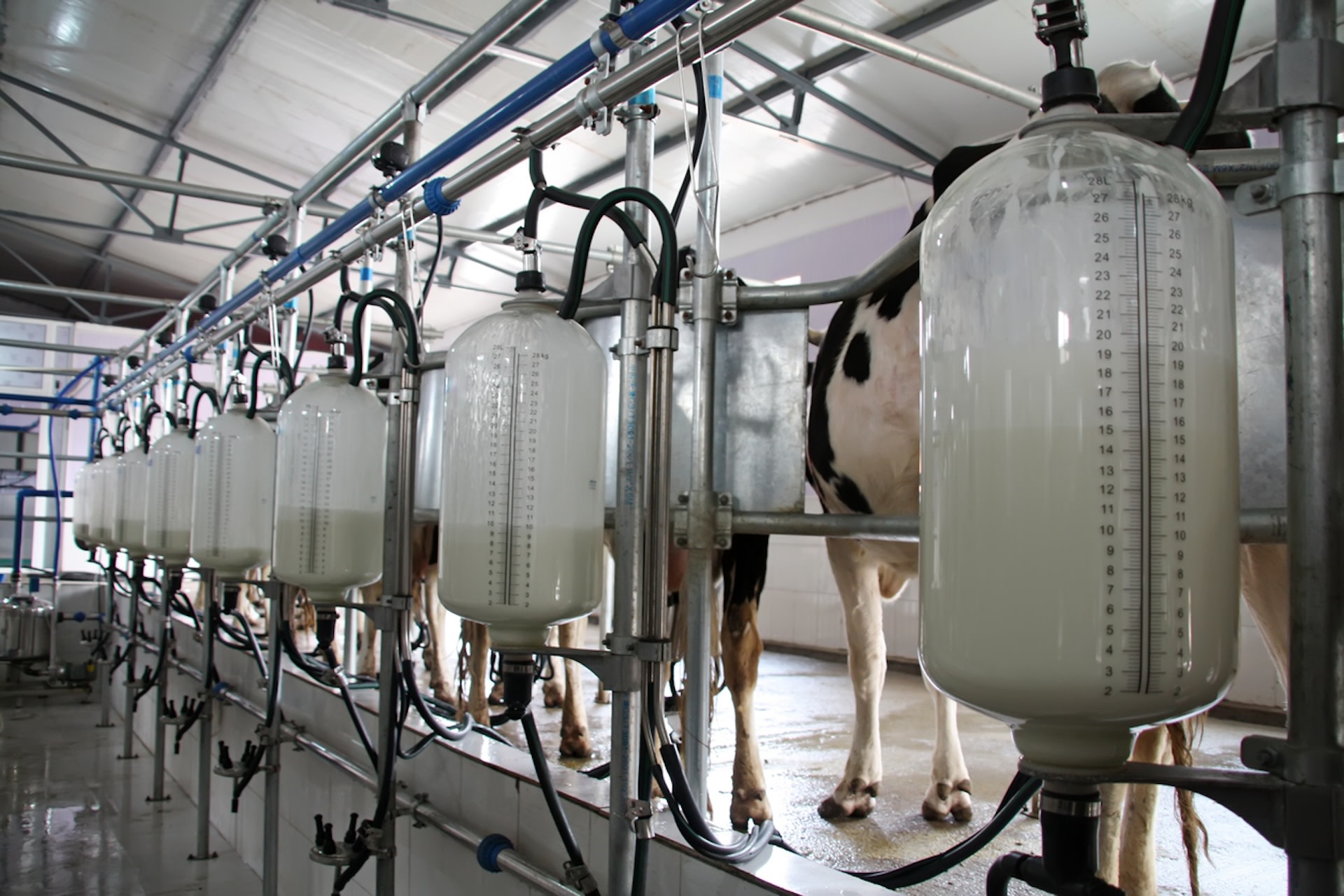 Researchers from the Technical University of Denmark have teamed up with three tech companies to develop a solution for minimizing milk waste.