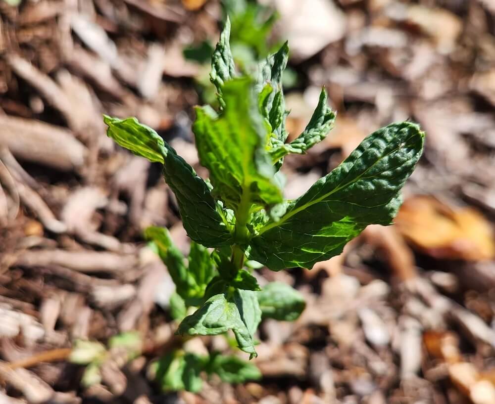 "Planted mint once. Had to sell the house."