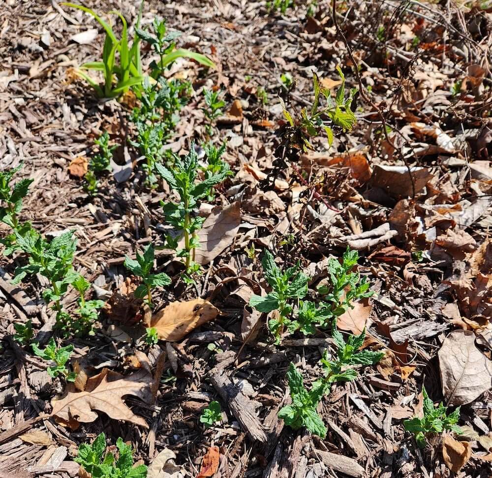 "Planted mint once. Had to sell the house."