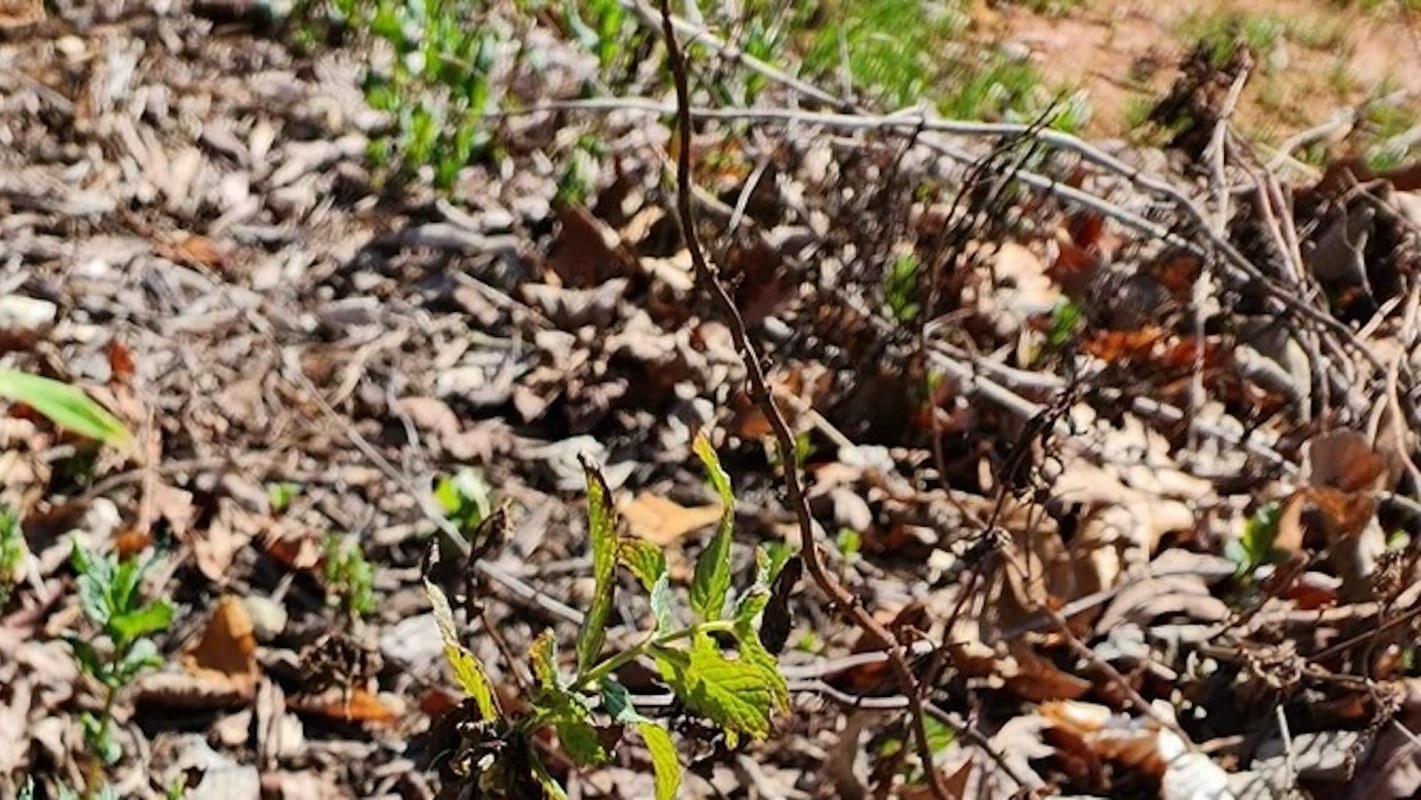 "Planted mint once. Had to sell the house."