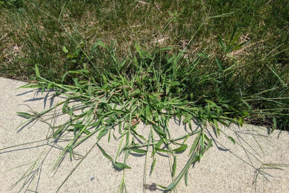 While many HOAs still require traditional grass lawns, native plant landscaping is a more practical solution for busy homeowners.