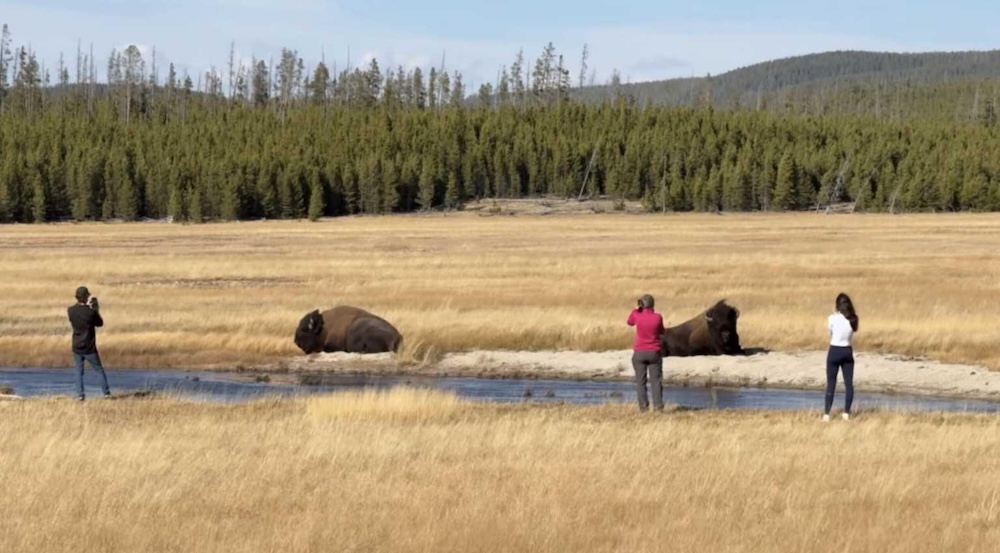 "Bison, like any other animal inside Yellowstone, should be given plenty of space."