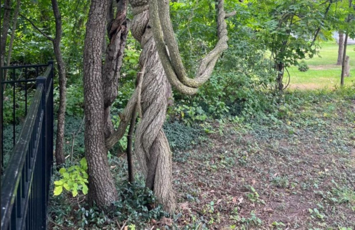 "I've been pulling out the saplings that end up in my yard."