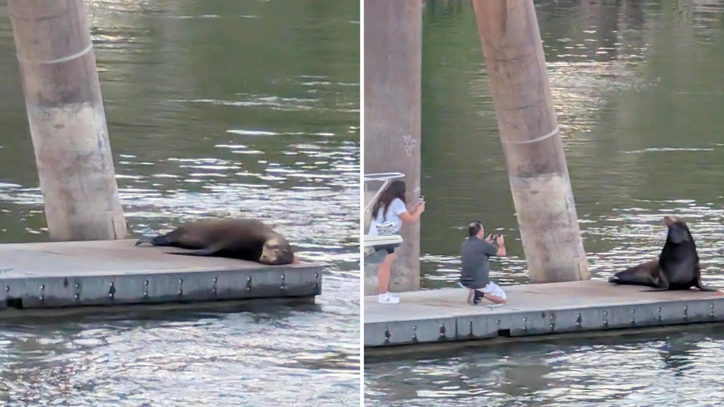 "Animals won't always warn you — sea lions have been increasingly attacking people."