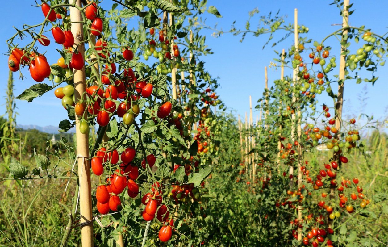 Natural fertilizer alternatives are out there — and they work better than expected.