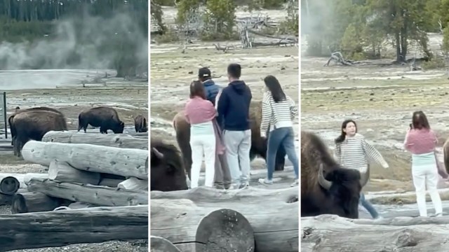 More people are injured in the park by bison than any other animal, and they can run three times as fast as us too.