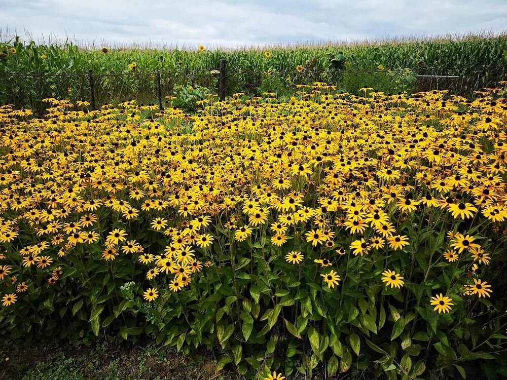 "Can't wait to see your next photos with all the pollinators doing their thing."