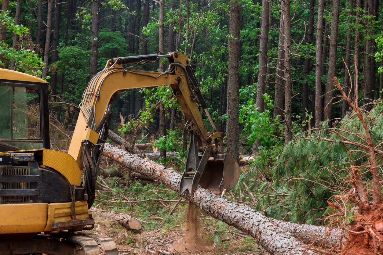 A conservation warden who visited the site noted that replacing the destroyed trees could take a hundred years.