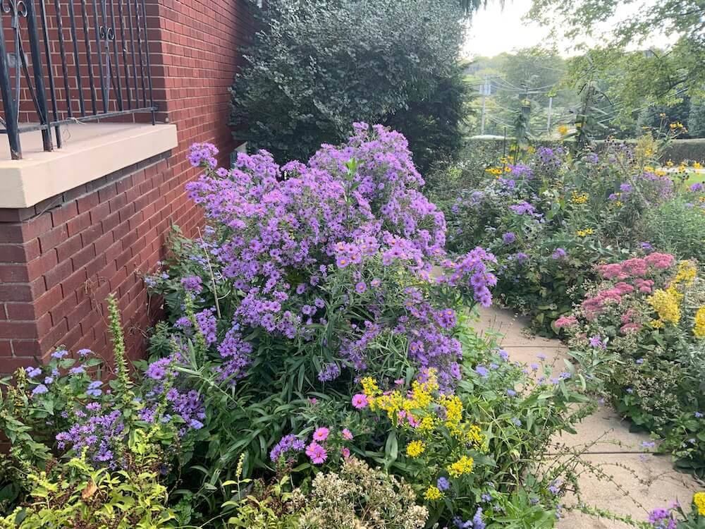 "So hardy, no maintenance, bloom all summer long."