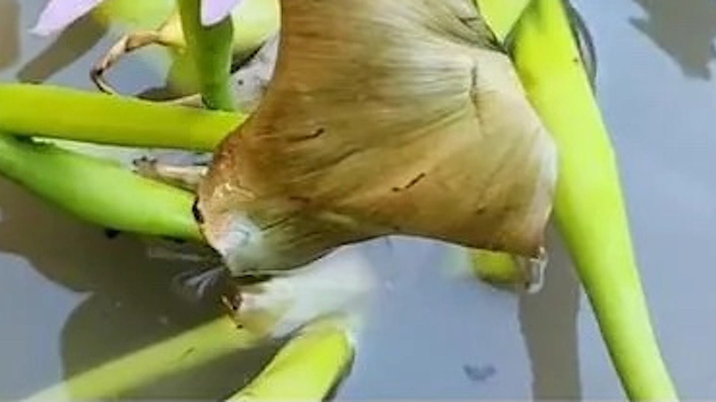 "If it rains/ floods, plant bits and seeds can get washed in to local rivers and ponds and spread."