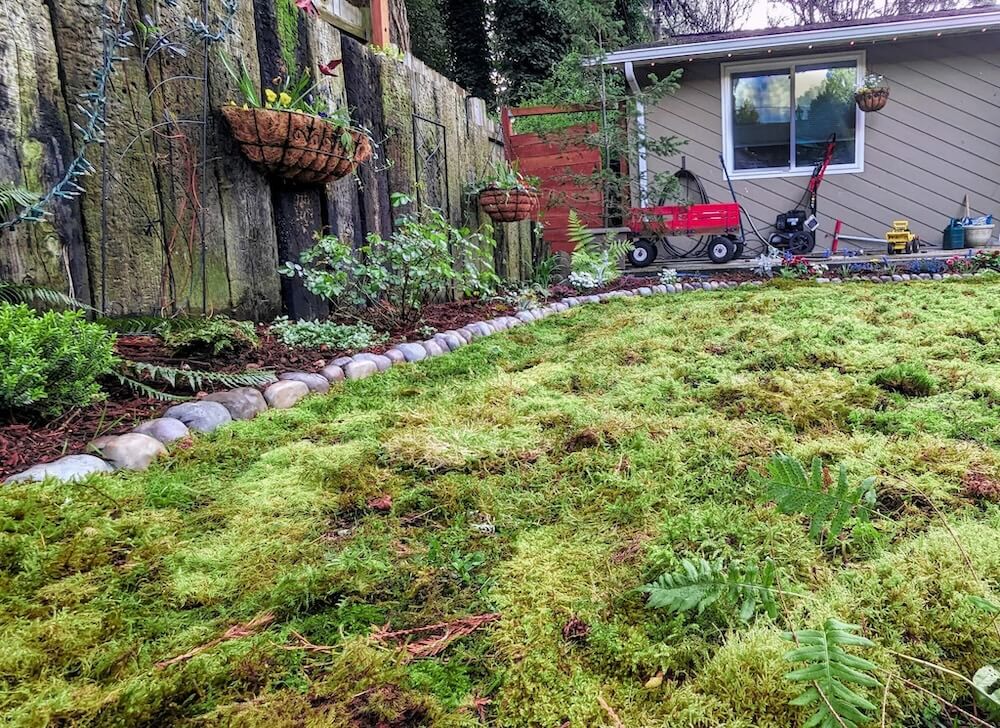 Providing that you have a shady yard with acidic soil, you should have no trouble growing a moss lawn.