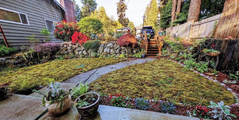 Providing that you have a shady yard with acidic soil, you should have no trouble growing a moss lawn.