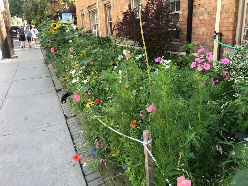 "I really appreciate [the city's] relative lack of lawns."