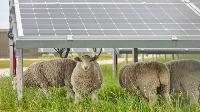 "The findings suggest that the co-location of solar farming with sheep grazing is not negatively impacting wool production."