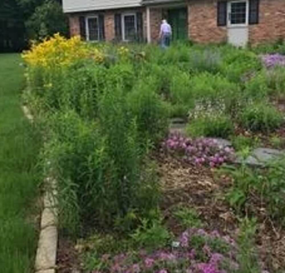 This is a common technique for rewilding a lawn.