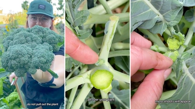 "Your broccoli can continue to produce side shoots for months."