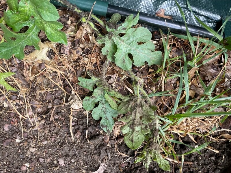 The original poster had shared that many of her neighbors had complimented her garden in front of the apartment