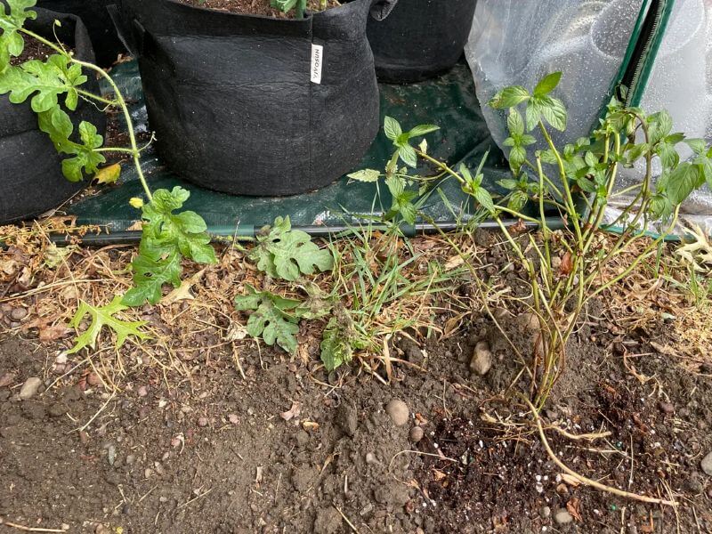 The original poster had shared that many of her neighbors had complimented her garden in front of the apartment