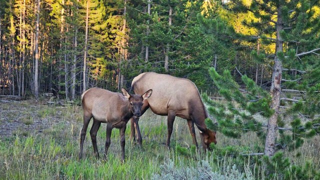 Ignoring park rules isn't just dangerous for people. It can also lead to the euthanization of wildlife.