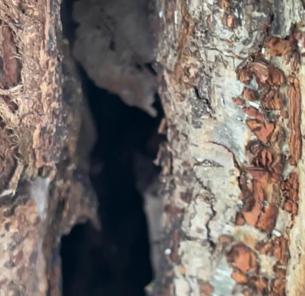 The tree in question can be seen split almost in two.