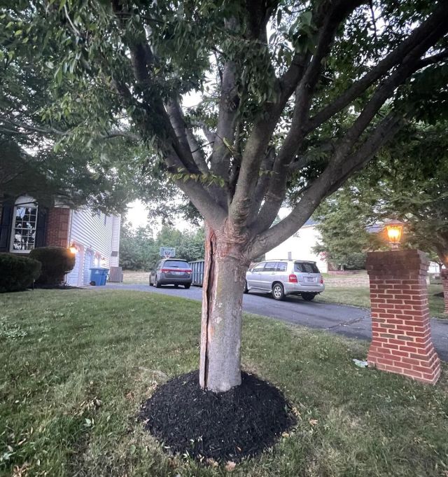 The tree in question can be seen split almost in two.